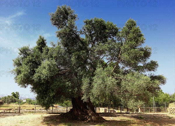 Single olive tree