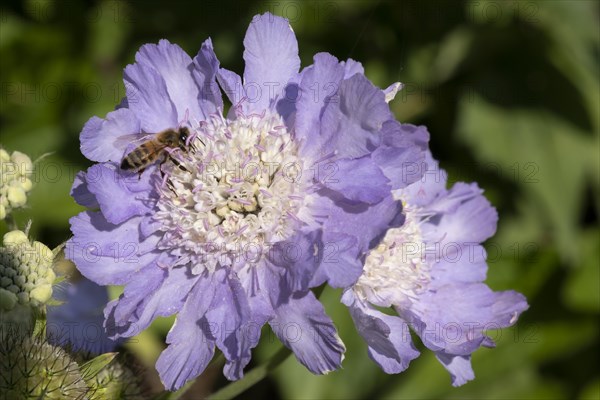 Bee on the flower of the pigeon scabious
