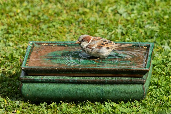 House sparrow standing in table with water in green grass left looking