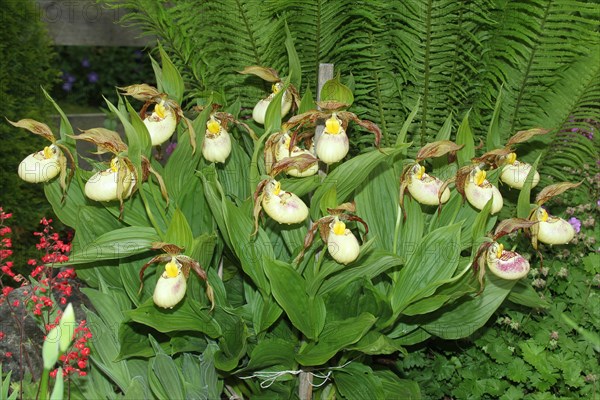 Kentucky lady's slipper southern lady's slipper