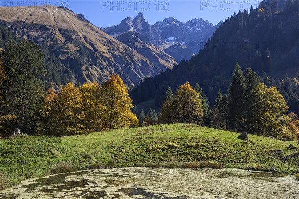 Pond and autumn forest