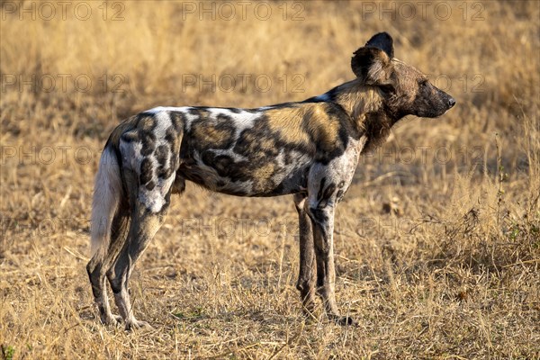 African wild dog