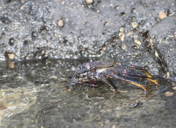 Red rock crab