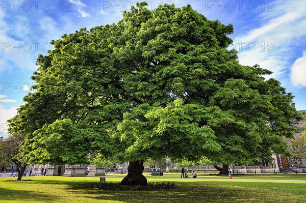 Chestnut tree in May