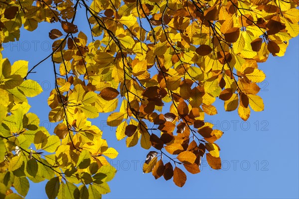 Beech leaves in autumn