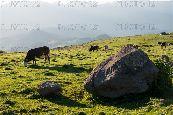 Highland Cattle grazing on moor in the evening sun