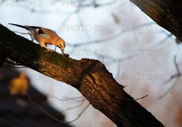 Eurasian jay