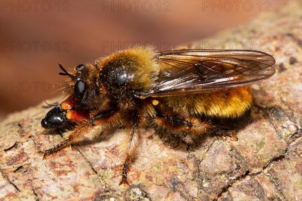 Yellow robber fly Yellow murder fly with prey sitting on tree trunk left looking