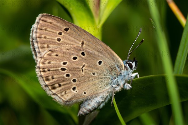 Mountain Alcon blue butterfly with closed wings sitting on green leaf right sighted