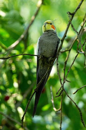 Cockatiel sitting in tree on branch