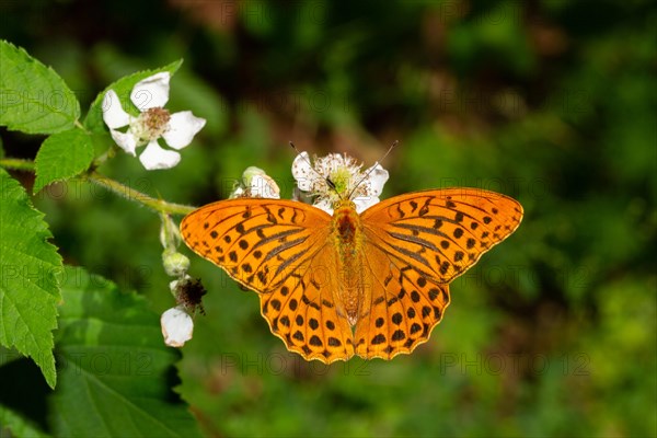 Silver-washed fritillary with open wings sitting on white flowers in front of green leaves from behind