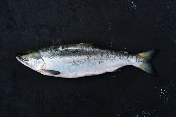 Red salmon on black concrete background