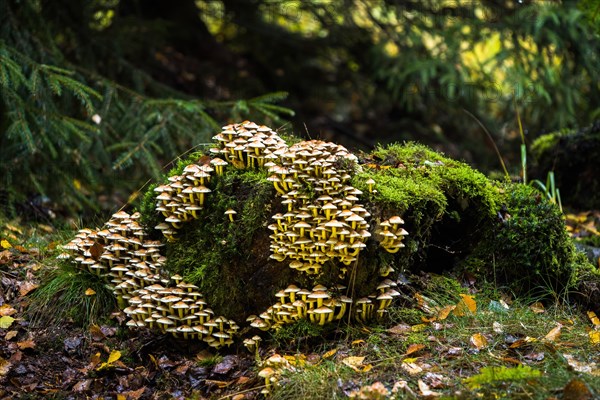 Sulphur tufts