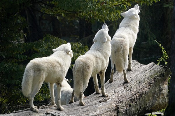 Arctic wolf