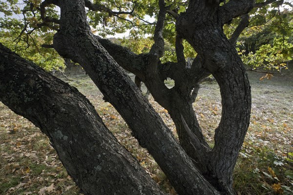 English oak