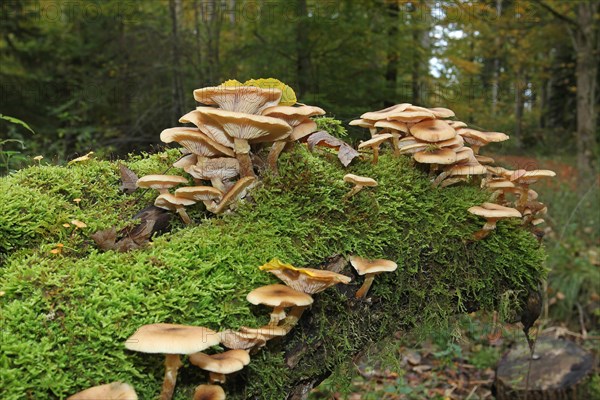 Honey fungus