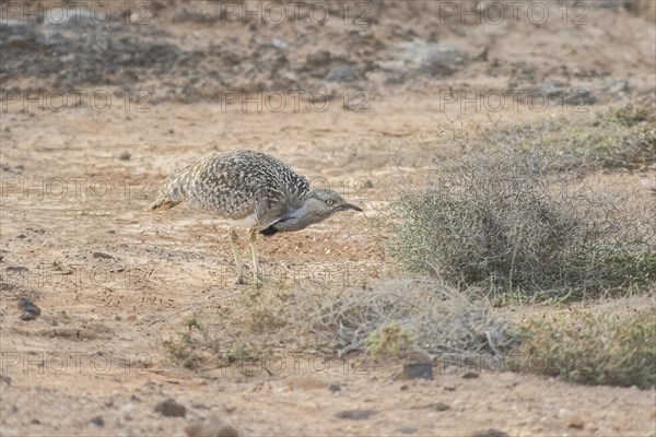 Rare Cantilever Bustard