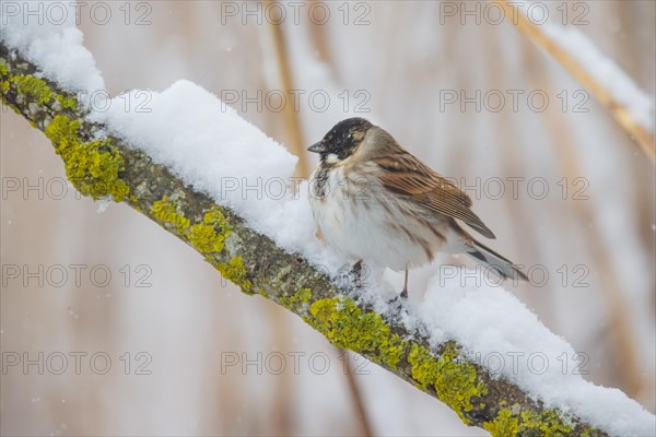 Reed Bunting