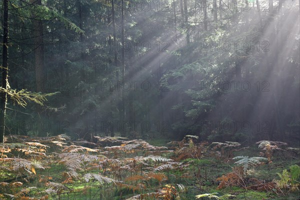 Sunbeams in the coniferous forest