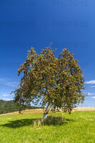 Apple tree