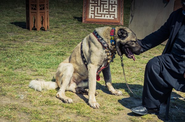 Turkish breed shepherd dog Kangal as livestock guarding dog