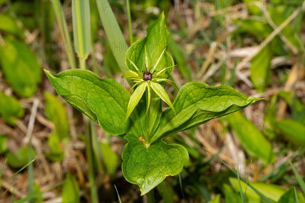 Four-leaved dewberry Inflorescence with green leaves and black ovary