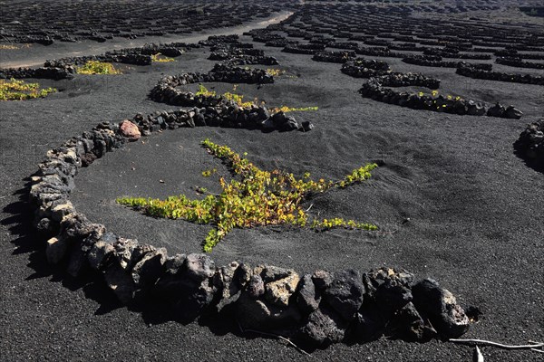 Winegrowing in the La Geria region