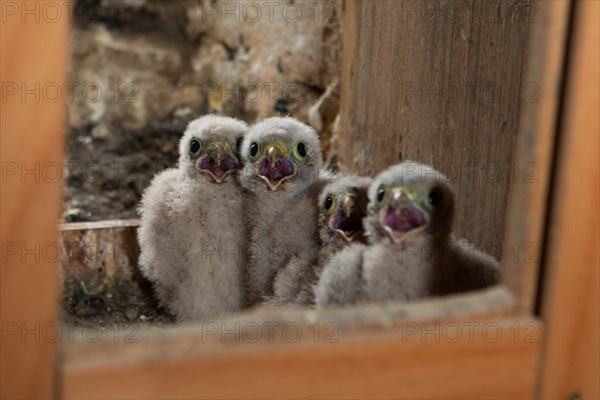 Kestrel four young birds with open beaks sitting in nest in church tower looking down