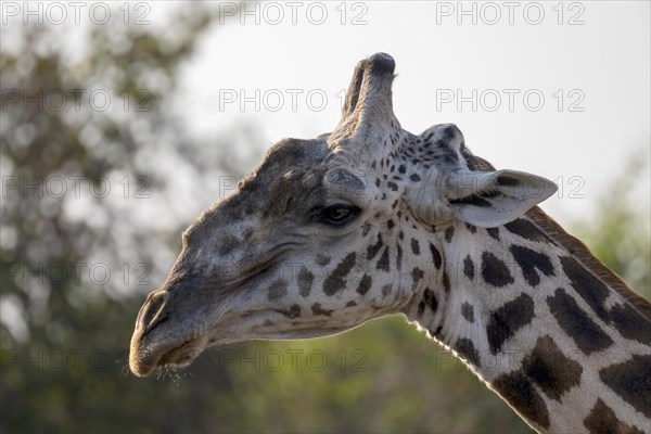 Rhodesian giraffe