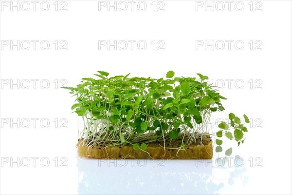 Fresh microgreens. Sprouts of