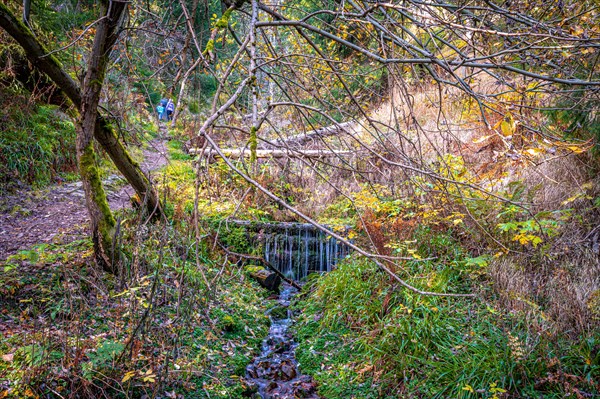 A small stream in the Schoenjungferngrund in the Ore Mountains