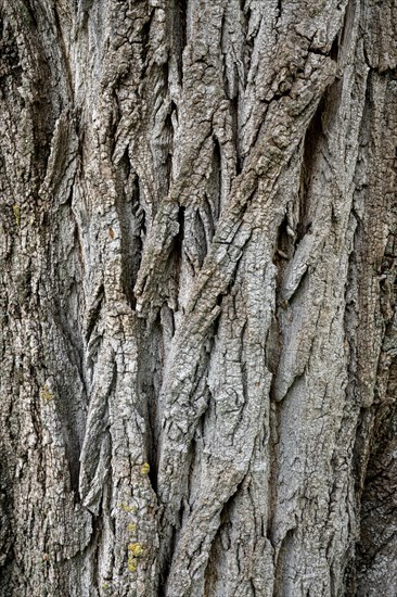 Bark of a poplar