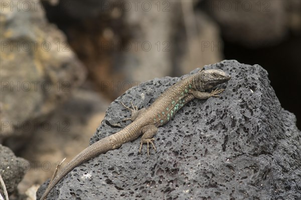 Atlantic lizard