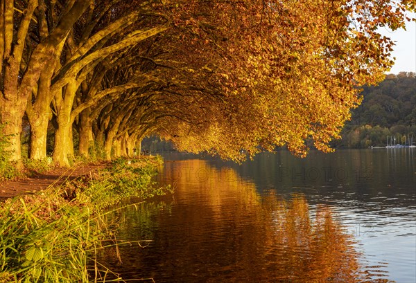 Autumnal plane tree avenue at Lake Baldeney