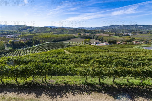 Wineyards around Castle of Grinzane Cavour