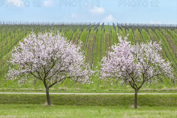 Almond blossom