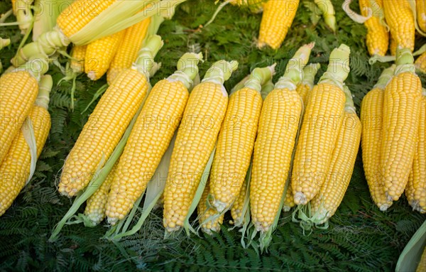 Plenty of organic fresh peeled corns as food background