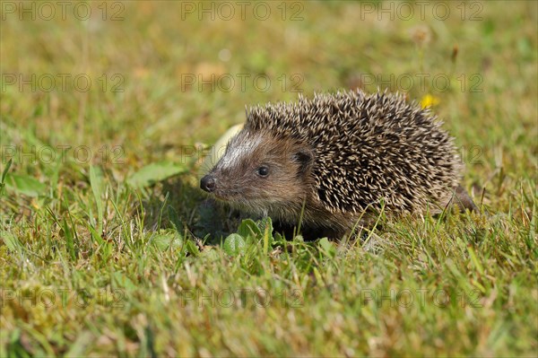 European hedgehog