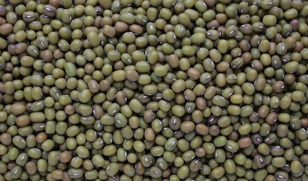 Mung bean