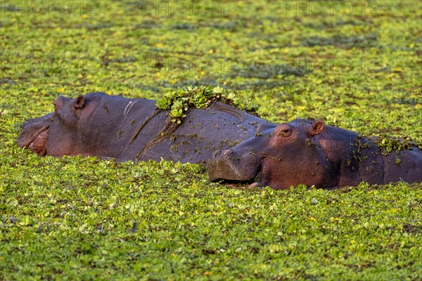 Hippos