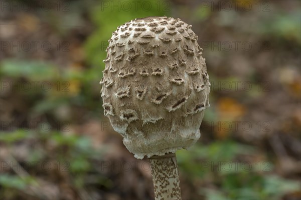 Shaggy parasol