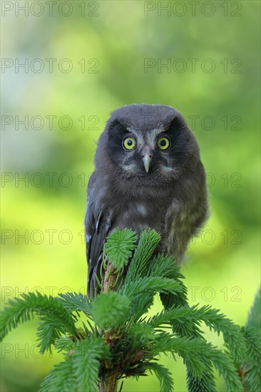 Tengmalm's Owl