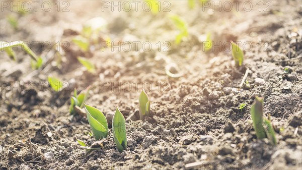Young plants soil. Resolution and high quality beautiful photo