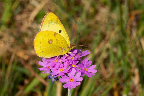 Golden Eight Butterfly Sitting on Pink Flower Seeing Right