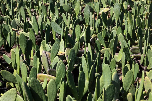 (Opuntia) plantations for the breeding of the cochineal scale insect, near Guatiza, Lanzarote, Canary Islands, Spain, Europe