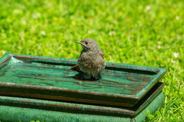 Redstart standing in table with water seen from front left