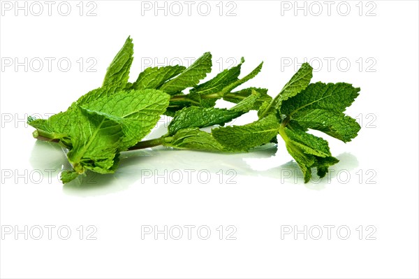 Stern of fresh mint laying on white surface