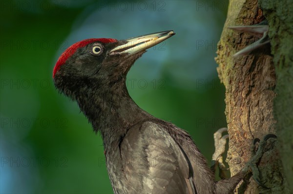 Black Woodpecker