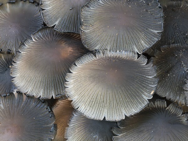 Group of bonnets