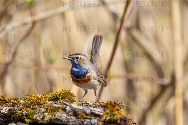 White-spotted bluethroat